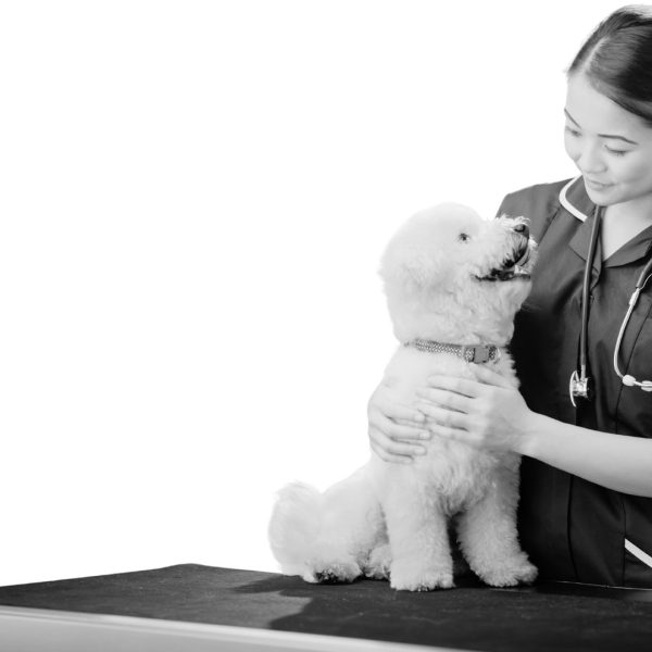 Animal Care